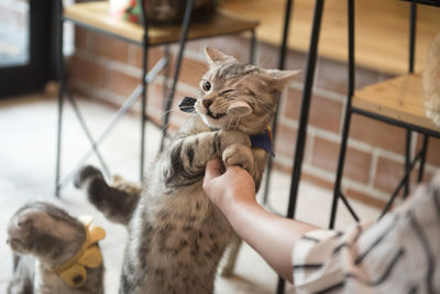 Close-up of a cat looking at home