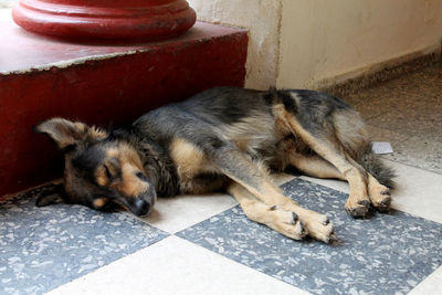 Close-up of dog lying down