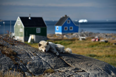Sledge arctic dog on rock by sea against buildings