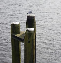 Bird on wood against sea