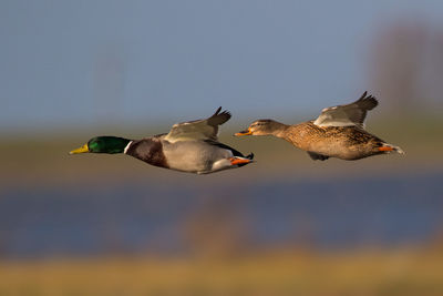 Two ducks flying