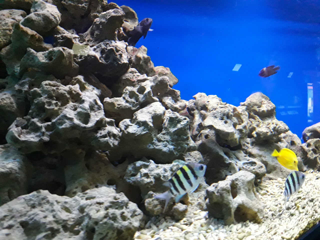 sea, wildlife, reef, water, underwater, animal themes, animal, sea life, animal wildlife, marine biology, undersea, nature, marine, coral reef, coral, fish, aquarium, blue, rock, sports, beauty in nature, adventure, swimming, group of animals, coral reef fish, no people, outdoors, tropical fish, water sports