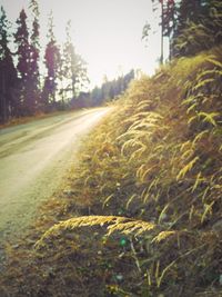 Road amidst trees on landscape against clear sky