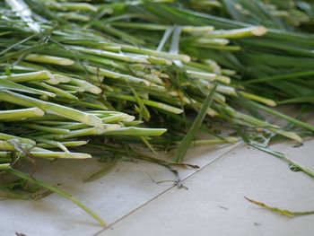 High angle view of vegetables on plant