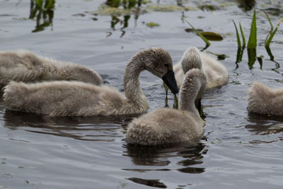 Swans swimming in lake