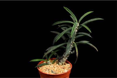 Close-up of potted plant against black background