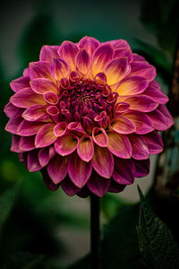 Close-up of pink dahlia flower