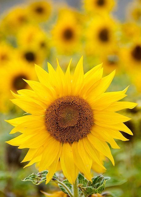 flower, yellow, petal, freshness, flower head, fragility, growth, pollen, sunflower, close-up, blooming, beauty in nature, focus on foreground, plant, nature, in bloom, no people, day, outdoors, single flower