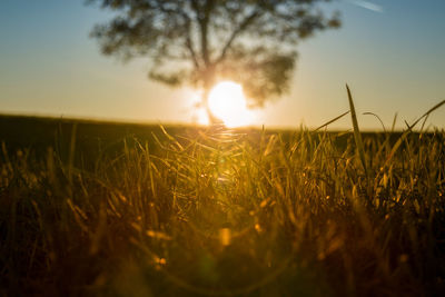 Close-up of grass in field against sunset