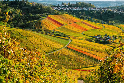 Scenic view of agricultural field