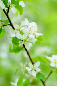 Close-up of white cherry blossom plant