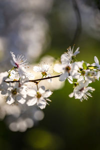 Close-up of white cherry blossoms