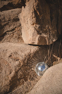 Close-up of lizard on rock