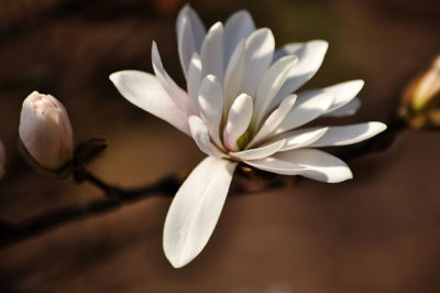 Close-up of flower against blurred background