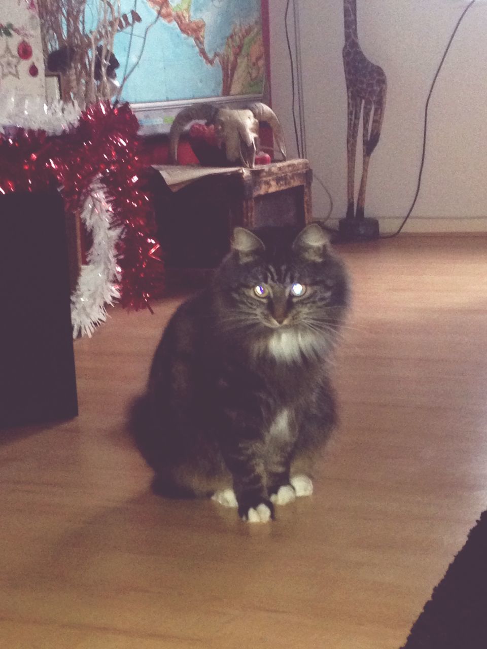 indoors, pets, domestic animals, animal themes, domestic cat, one animal, cat, mammal, home interior, feline, table, looking at camera, portrait, whisker, relaxation, sitting, no people, home, flooring, sofa