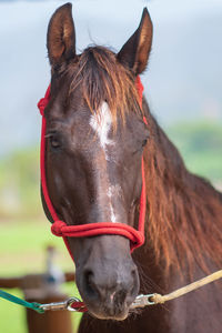 Close-up of a horse