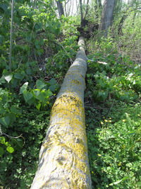 Low section of person on tree trunk in forest