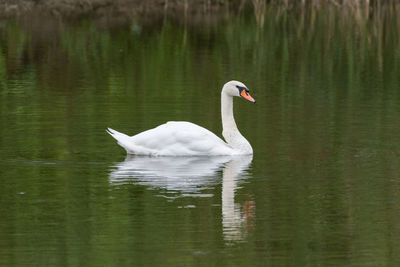 Swan swimming in lake