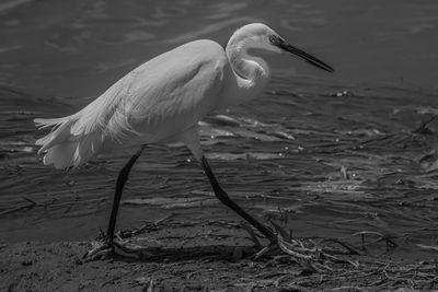 Side view of a bird on land