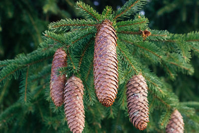 Close-up of pine cones on tree