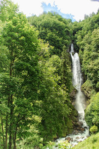 Scenic view of waterfall in forest