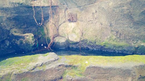 View of turtle on rock by landscape