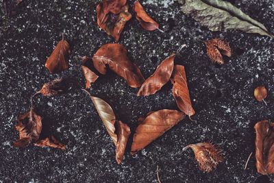 High angle view of dry leaves on ground