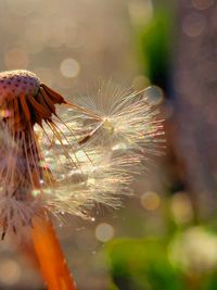 Close-up of dandelion on plant