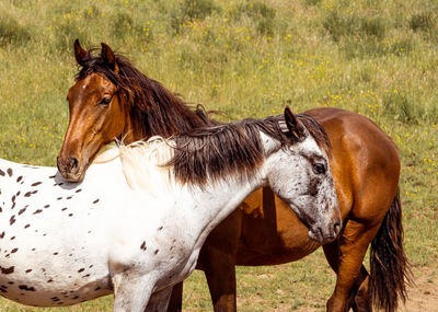 Young horses standing in a field