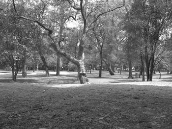 Bare trees in park