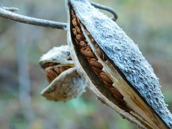 Close up of wood