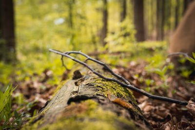 Close-up of tree trunk in forest