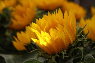 Close-up of yellow flowering plant