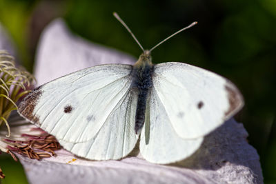 Close-up of butterfly on white flower