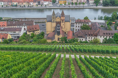 Scenic view of vineyard against buildings