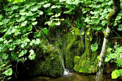 Ivy growing on tree