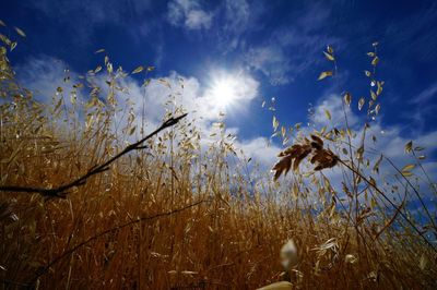Close-up of flower growing on field against sky