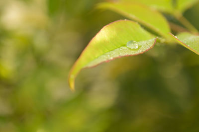 Close-up of raindrops on plant leaves