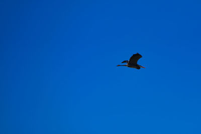 Low angle view of bird flying