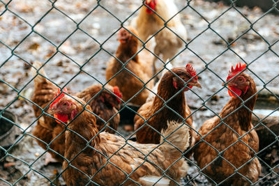 Chicken in their muddy yard. hen, rooster, farm animals.