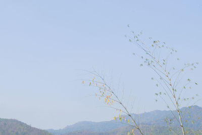 Low angle view of plants against clear sky