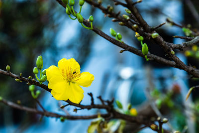 Close-up of apricot flowers