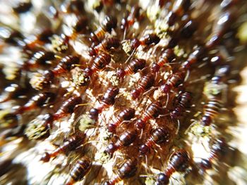 Low angle view of insect on tree