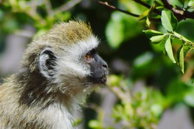 Close-up of a monkey