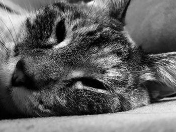 Close-up of cat sleeping