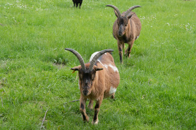 Sheep standing in a field