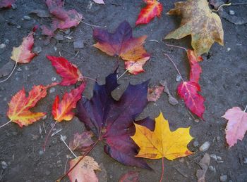 High angle view of maple leaves during autumn