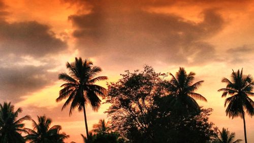 Low angle view of silhouette palm trees against sky