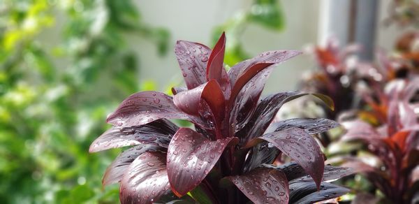 Close-up of flowering plant leaves