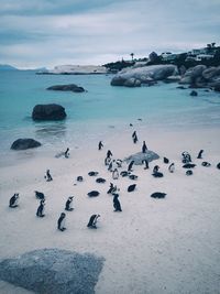 Flock of birds in sea against sky